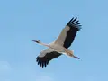 The Stork That Flew to Suncheon Bay After Removing Utility Poles