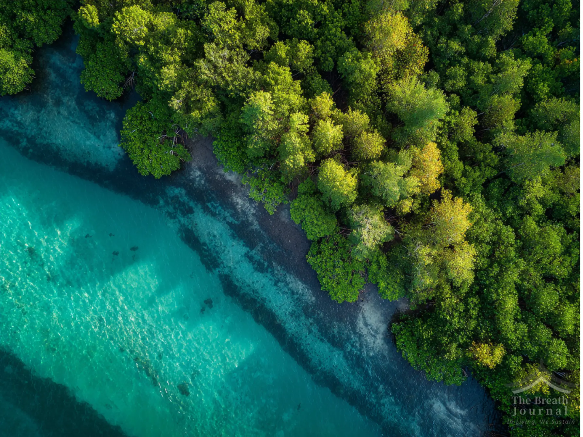 Rediscovering 'Blue Carbon': The Marine Ecosystem as the Key to Carbon Neutrality