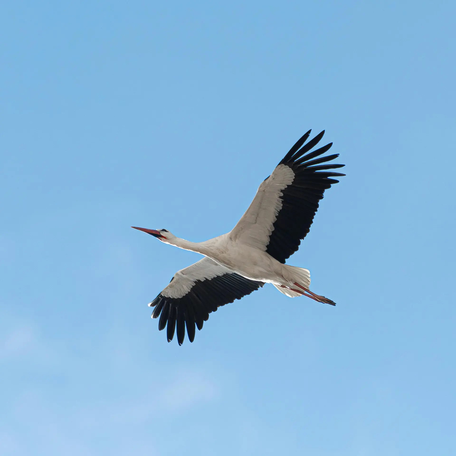 The Stork That Flew to Suncheon Bay After Removing Utility Poles