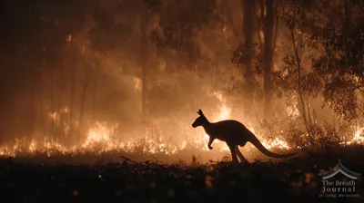 [집중기획] 2026년 세계 산불 달력, 그을린 미래를 직시하다