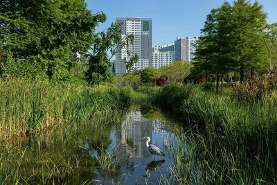 Oasis of the City, Remembering the Summer of Busan