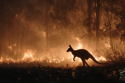 [Focused Planning] 2026 Global Wildfire Calendar, Facing a Charred Future