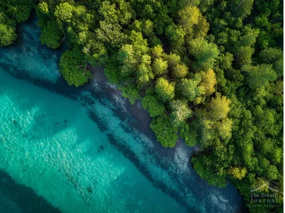 Rediscovering 'Blue Carbon': The Marine Ecosystem as the Key to Carbon Neutrality