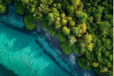 '블루카본'의 재발견, 해양 생태계가 탄소중립의 열쇠가 되다