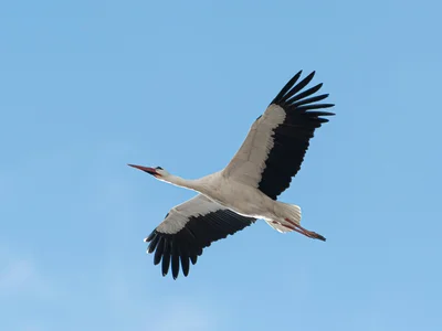 The Stork That Flew to Suncheon Bay After Removing Utility Poles
