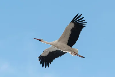 The Stork That Flew to Suncheon Bay After Removing Utility Poles