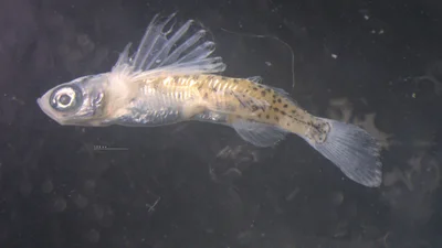 The Warming Sea: The Korean Fishing Industry at the Crossroads of Ecological Transition