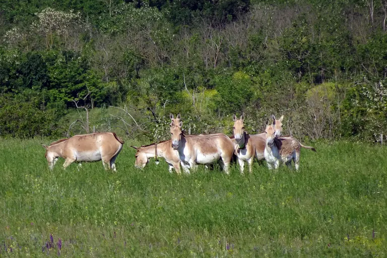 Herd of kulan in Tarutino Steppe / ⓒ Rewilding Europe