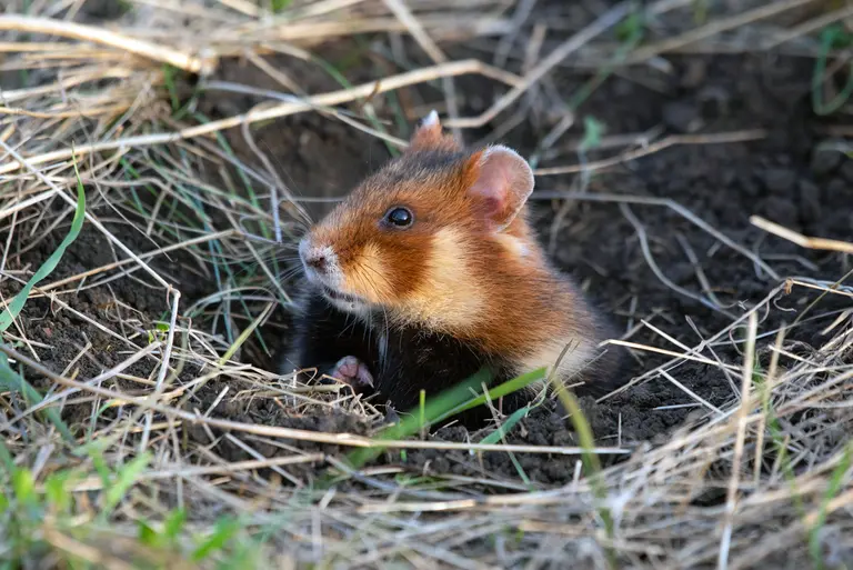 European hamster in Tarutino Steppe / ⓒ Rewilding Europe