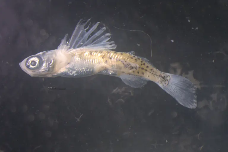 Flying Fish / Provided by the National Fisheries Research Institute