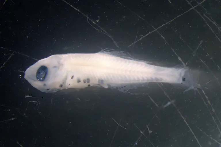 Sailfin Sandfish / Provided by the National Fisheries Research Institute