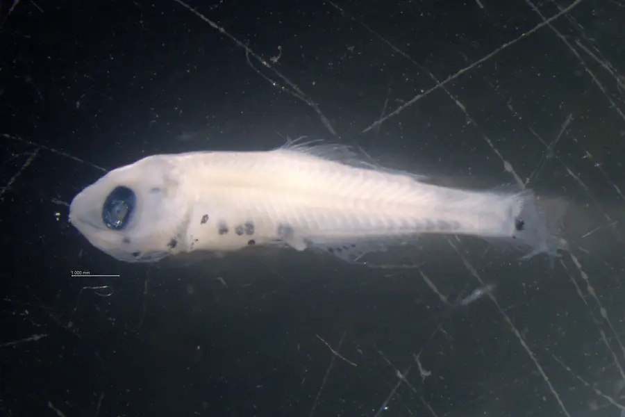 Sailfin Sandfish / Provided by the National Fisheries Research Institute